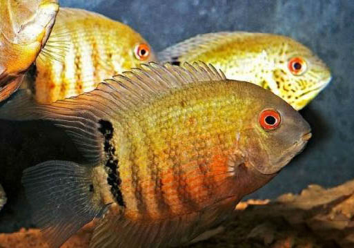 觀賞魚拒食的原因及處理方法