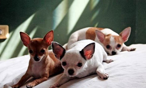 為什么要幫狗狗貼創可貼