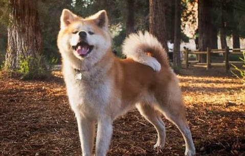 一般人養得起秋田犬嗎