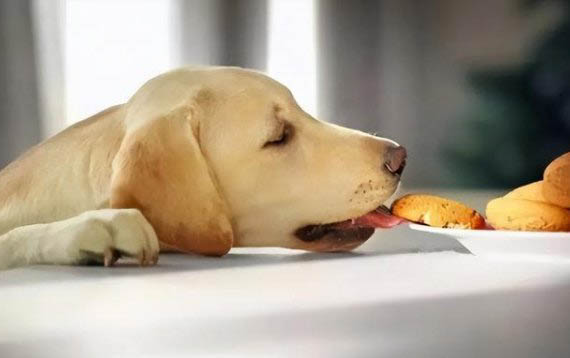 狗狗為什么不吃磨牙棒了