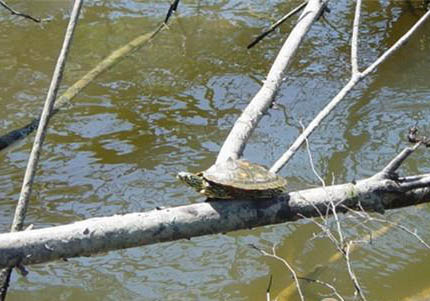 地圖魚魚鰭爛的原因及處理方法