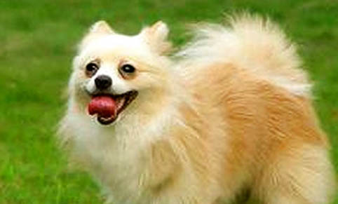 棉花面紗犬哪里有賣