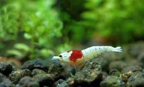 水晶蝦和黑尾蝦能混養嗎