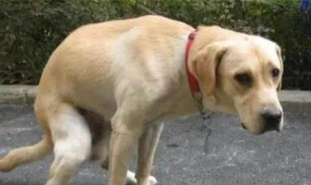 怎么教狗狗撿東西回來