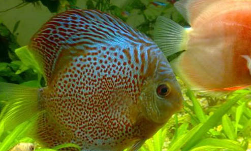 神仙魚吃紅綠燈嗎