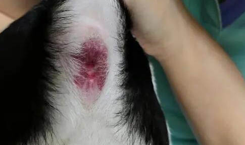 狗狗吐綠色液體不吃飯吃什么藥