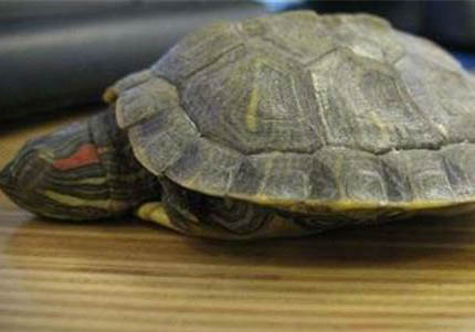 巴西紅耳龜懷孕多久下蛋