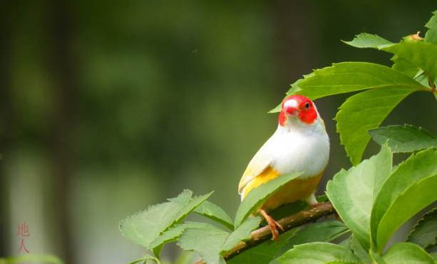 七彩文鳥為什么不孵蛋？