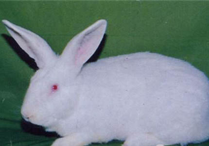 白兔魚的特征及飼養(yǎng)環(huán)境