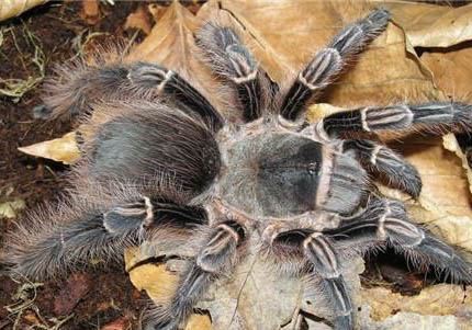 斑馬螺多久喂一次