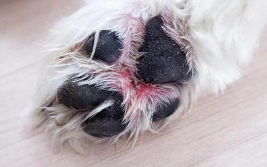 為什么狗狗得了犬瘟