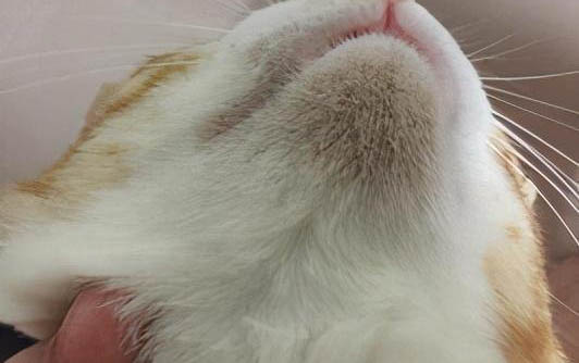 貓咪胡須掉了是什么原因？如何處理以及注意事項？