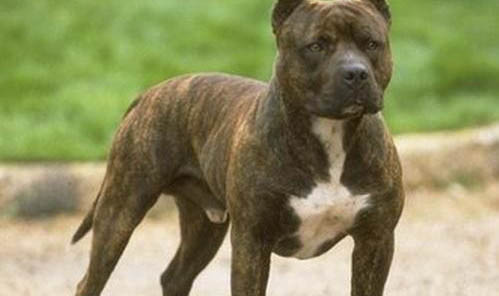 美國比特犬適合家養嗎