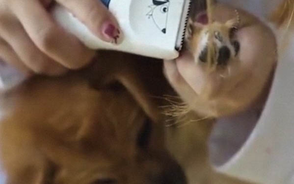 夏天小狗感冒發燒怎么辦?