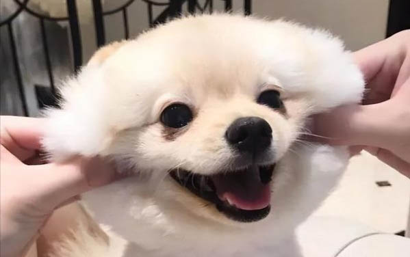 小狗拉稀帶血絲怎么回事