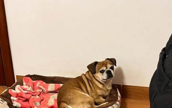 很少人養巴哥犬的原因