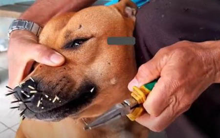 狗狗腎衰竭初期癥狀!