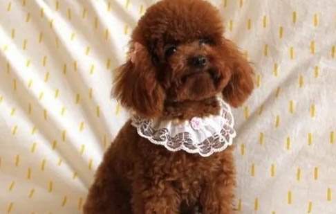 白色茶杯貴賓犬價格