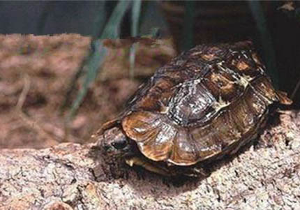 四爪陸龜能活多久