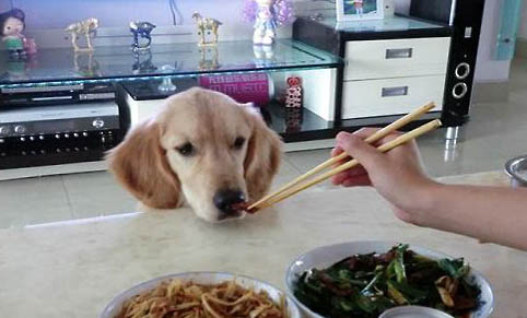 狗狗得犬瘟有哪些癥狀