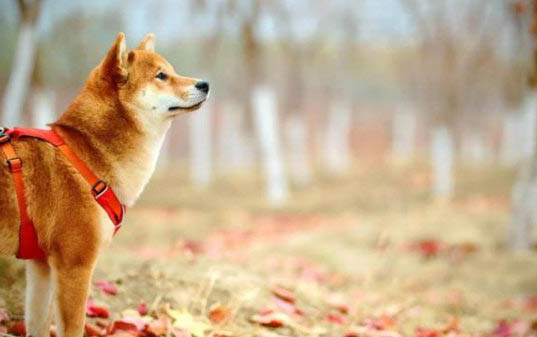 狗狗預(yù)產(chǎn)期流紅色液體
