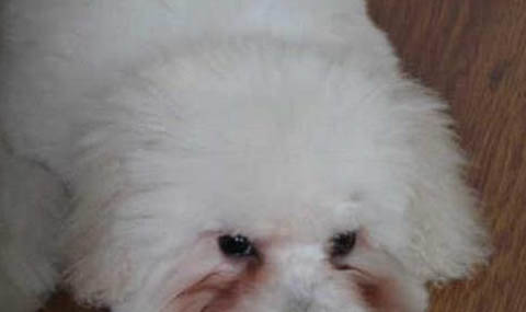 巴吉度犬是哪個國家犬