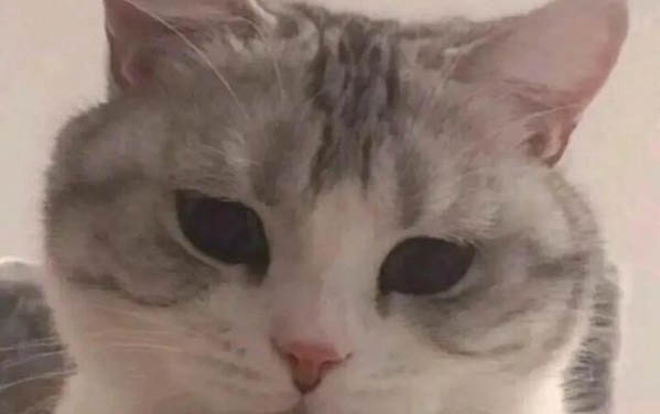 小貓為什么喜歡弓著背?