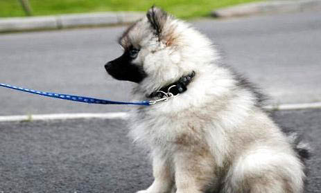 荷蘭毛獅犬真菌感染原因及處理方法