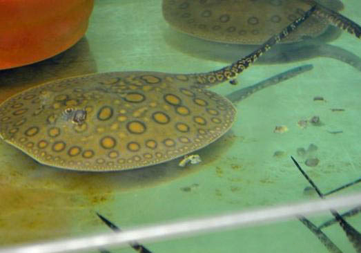 礦泉水可以養魚嗎