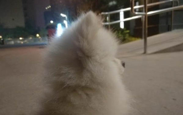犬的品種有哪些?