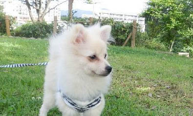 如何照顧生病的幼犬?