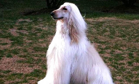 法老王獵犬尿道口粘稠液體黃綠色
