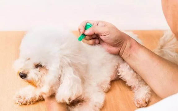 狗狗皮膚螨蟲怎么去除