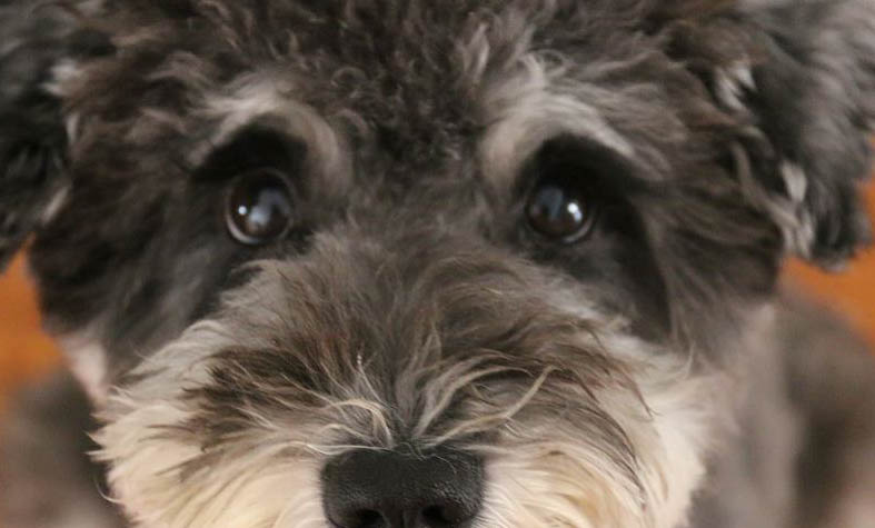 狗狗蜱蟲病的癥狀有哪些