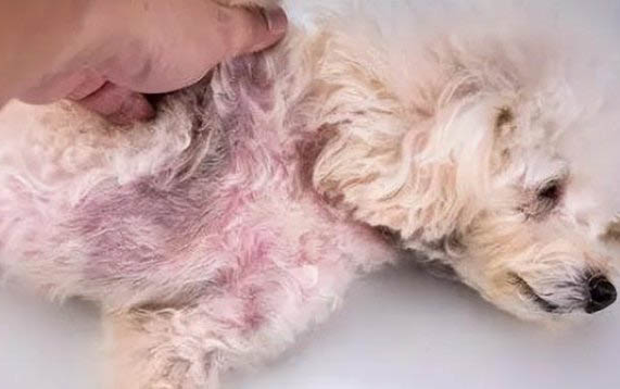 狗狗吃姜了會不會中毒