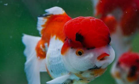 銀龍魚(yú)什么時(shí)候可以繁殖