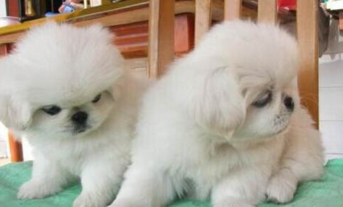 京巴犬飼養的注意事項