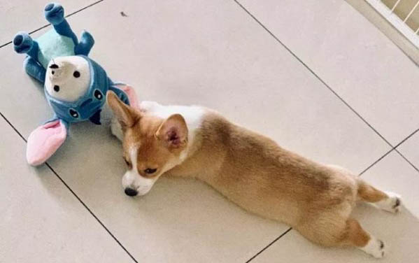 為什么不讓狗狗尿床呢
