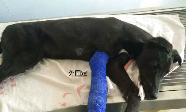 狗狗能吃南瓜子嗎