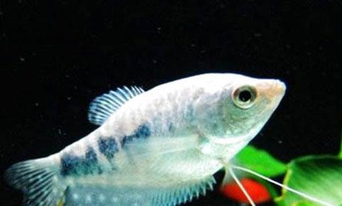 銀龍魚多久換一次水啊