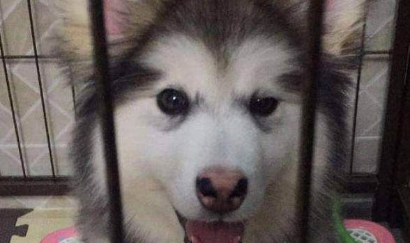 阿拉斯加犬脫毛怎樣辦
