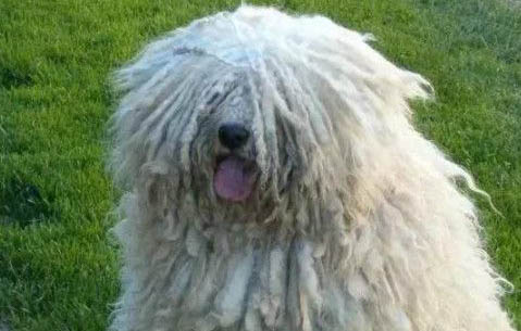 波利犬吐清水的原因及處理方法