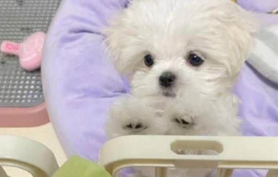 搬家后怎么讓狗狗適應新環境