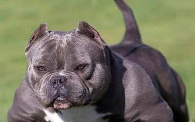 如何挑選惡霸犬幼犬
