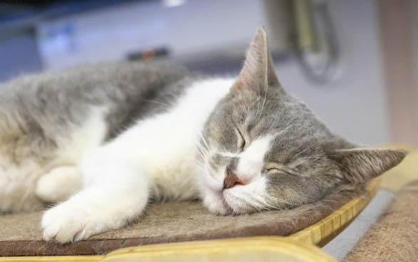 小貓為什么不能吃肥肉