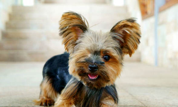 約克夏和泰迪哪個好養