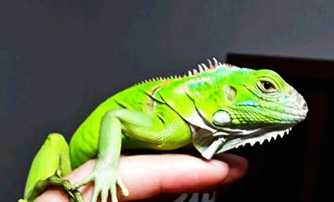 綠鬣蜥怎么處理下蛋?