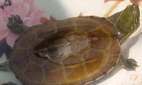 常見(jiàn)的深水龜有哪些