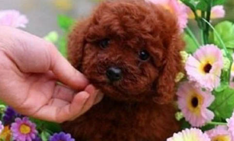 泰迪犬惡心嘔吐拉稀是怎么回事