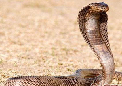 埃及貓壽命多久